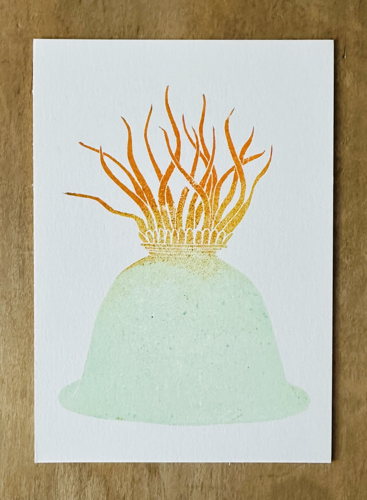 Seeanemone mit orange