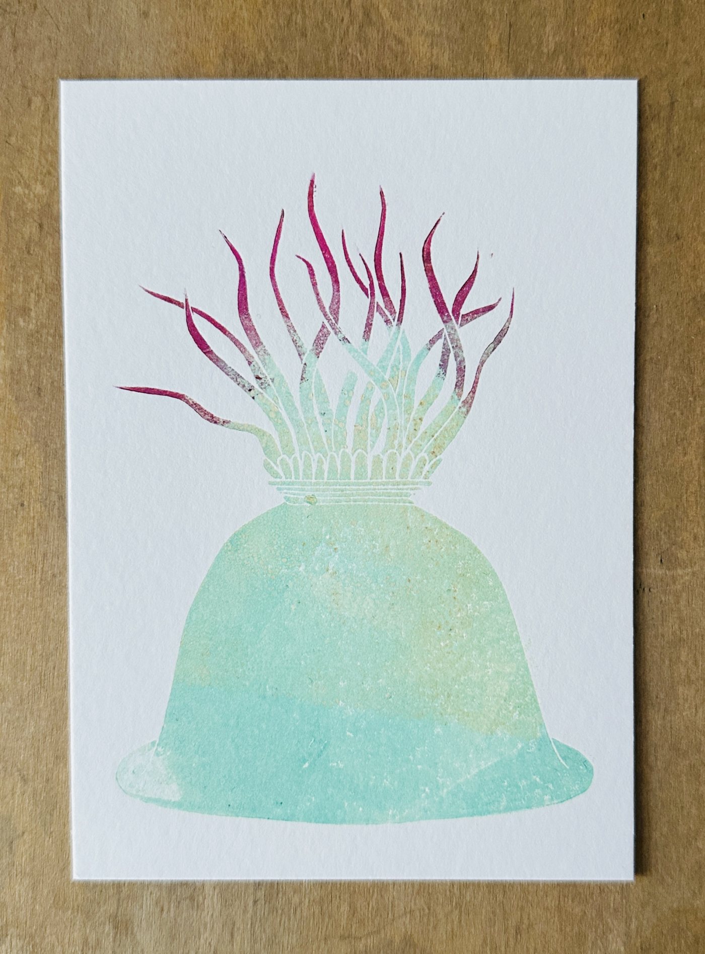 Seeanemone mit pink