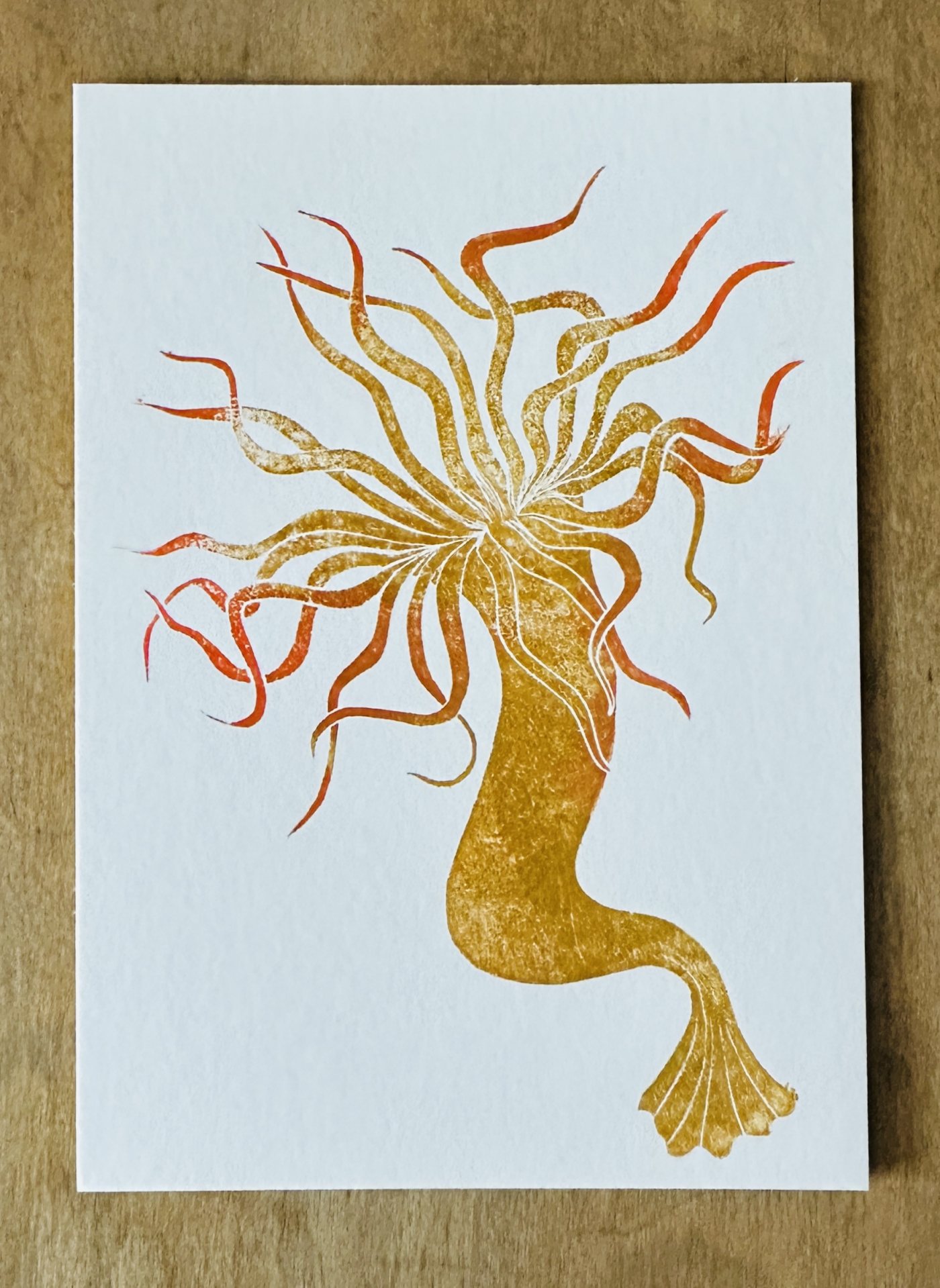 Seeanemone