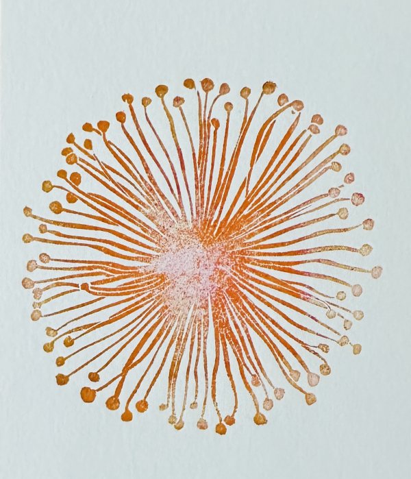 Seeanemonen
