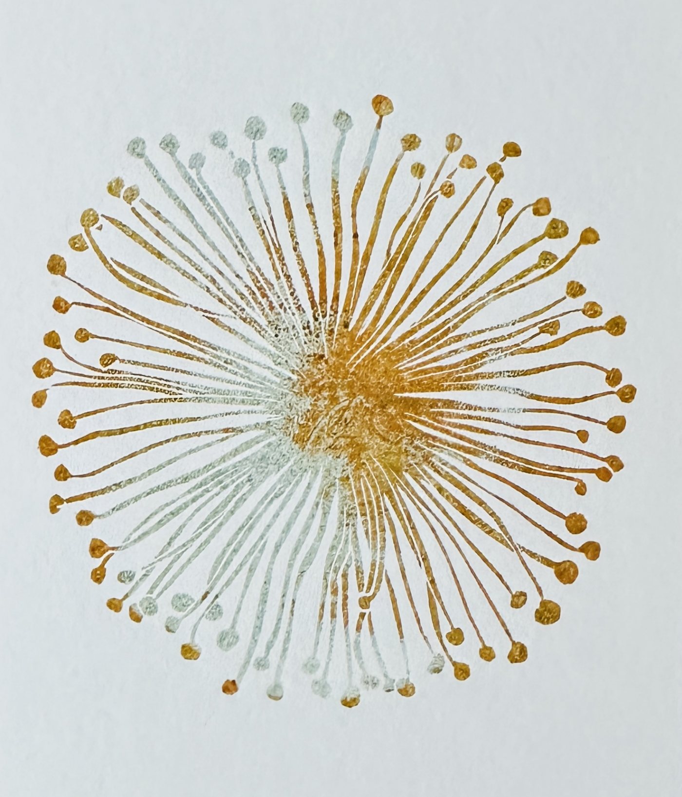 Seeanemone
