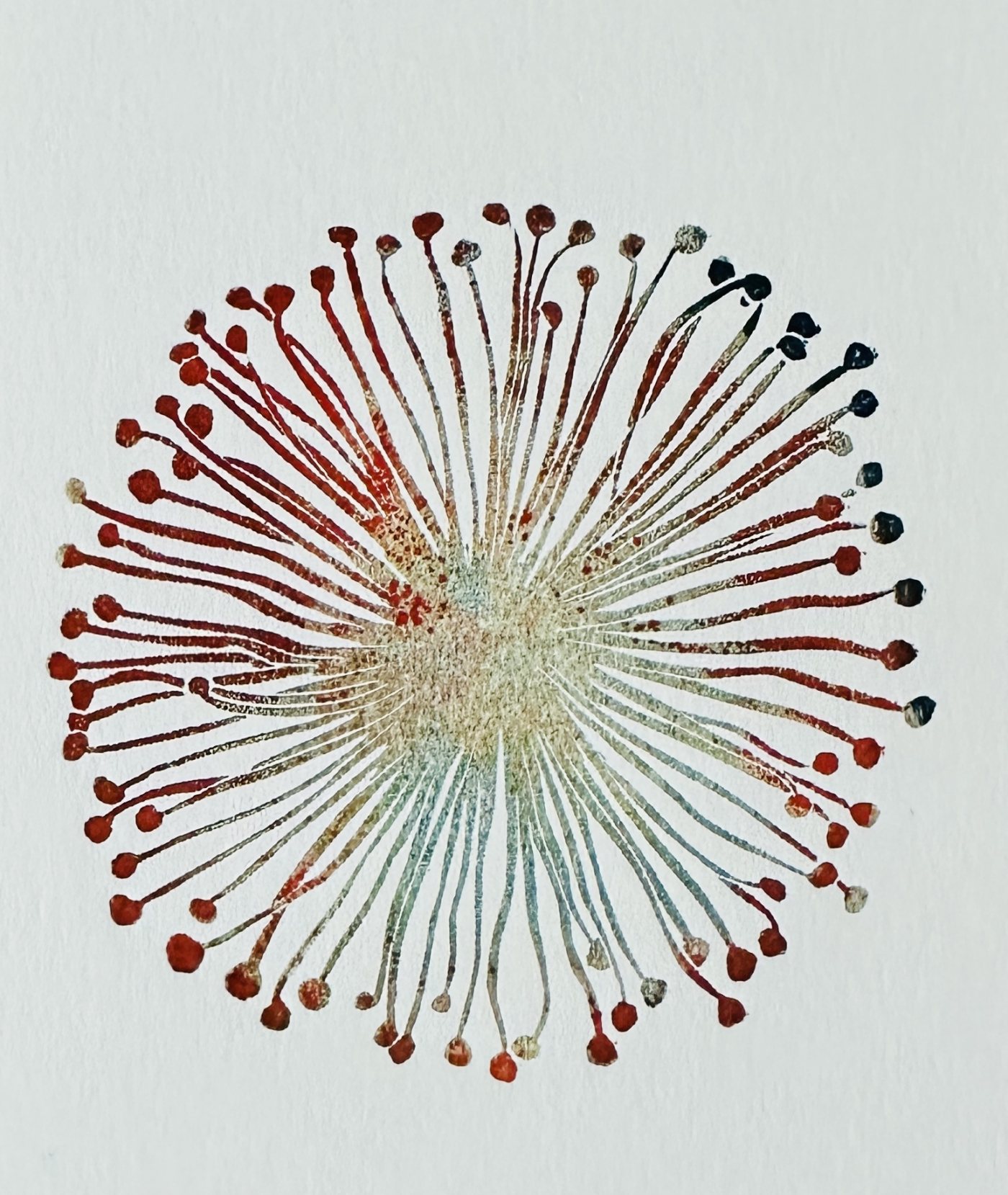 Seeanemone