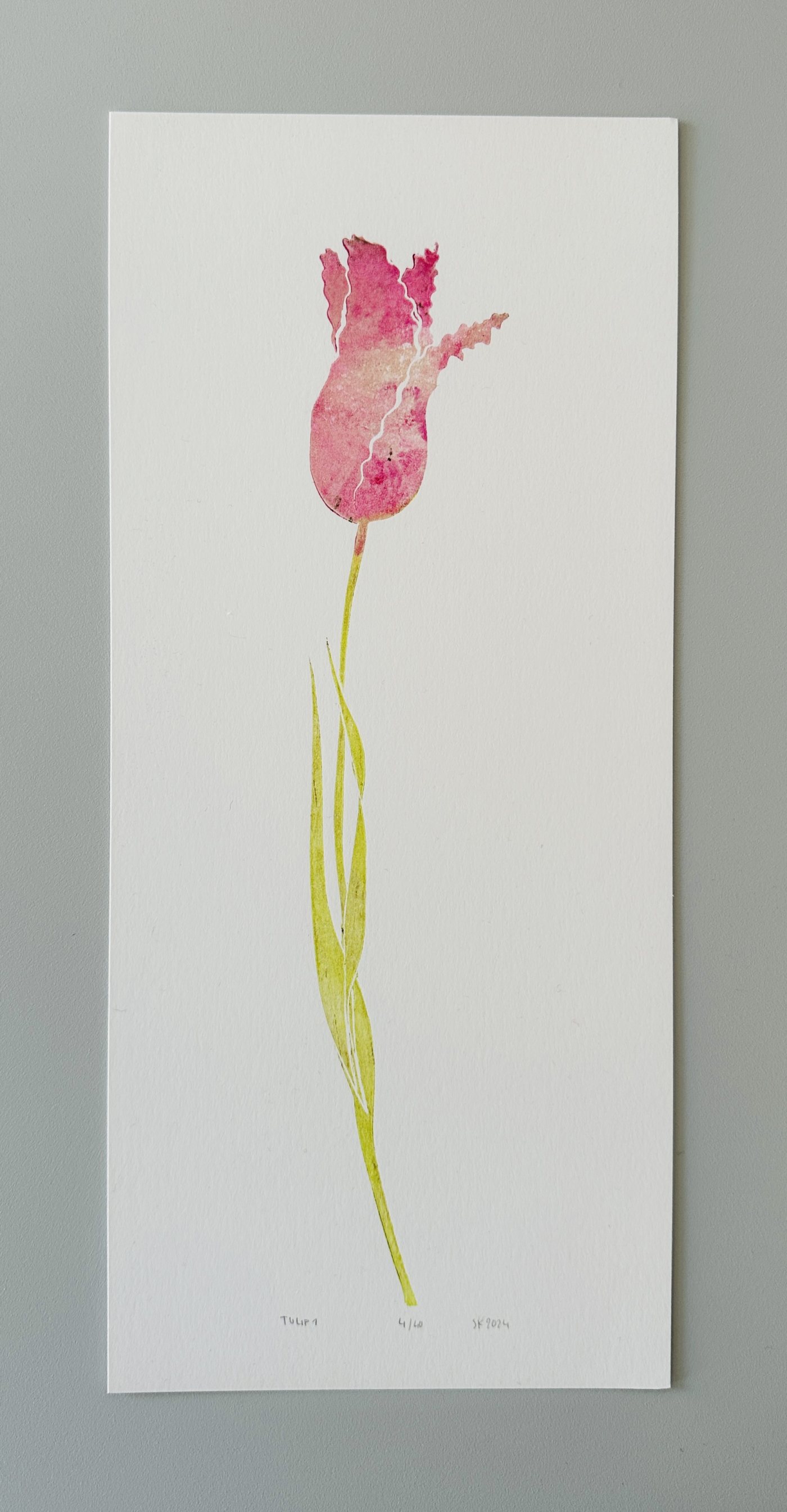Tulpe