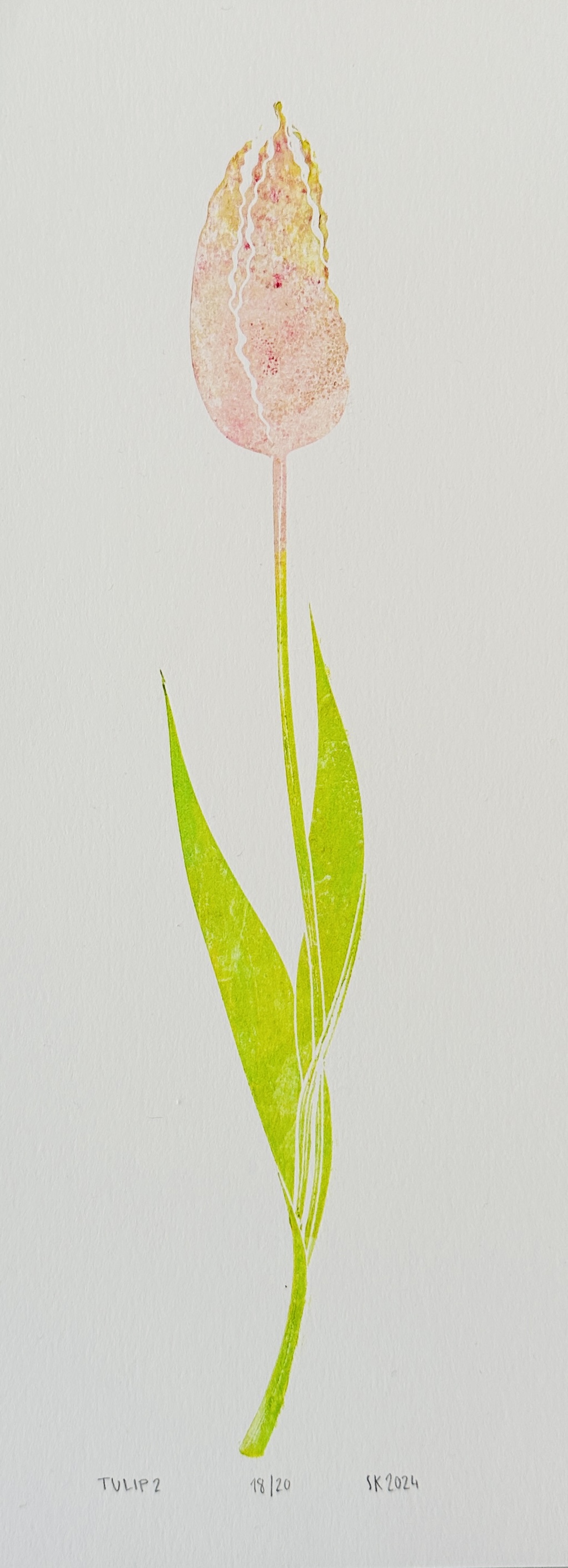 Tulpe