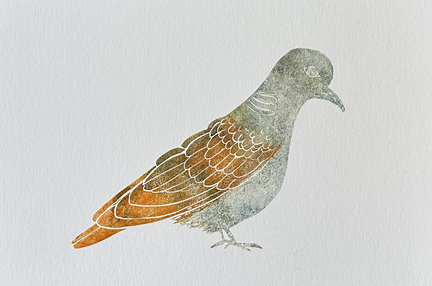 Turteltaube Orange