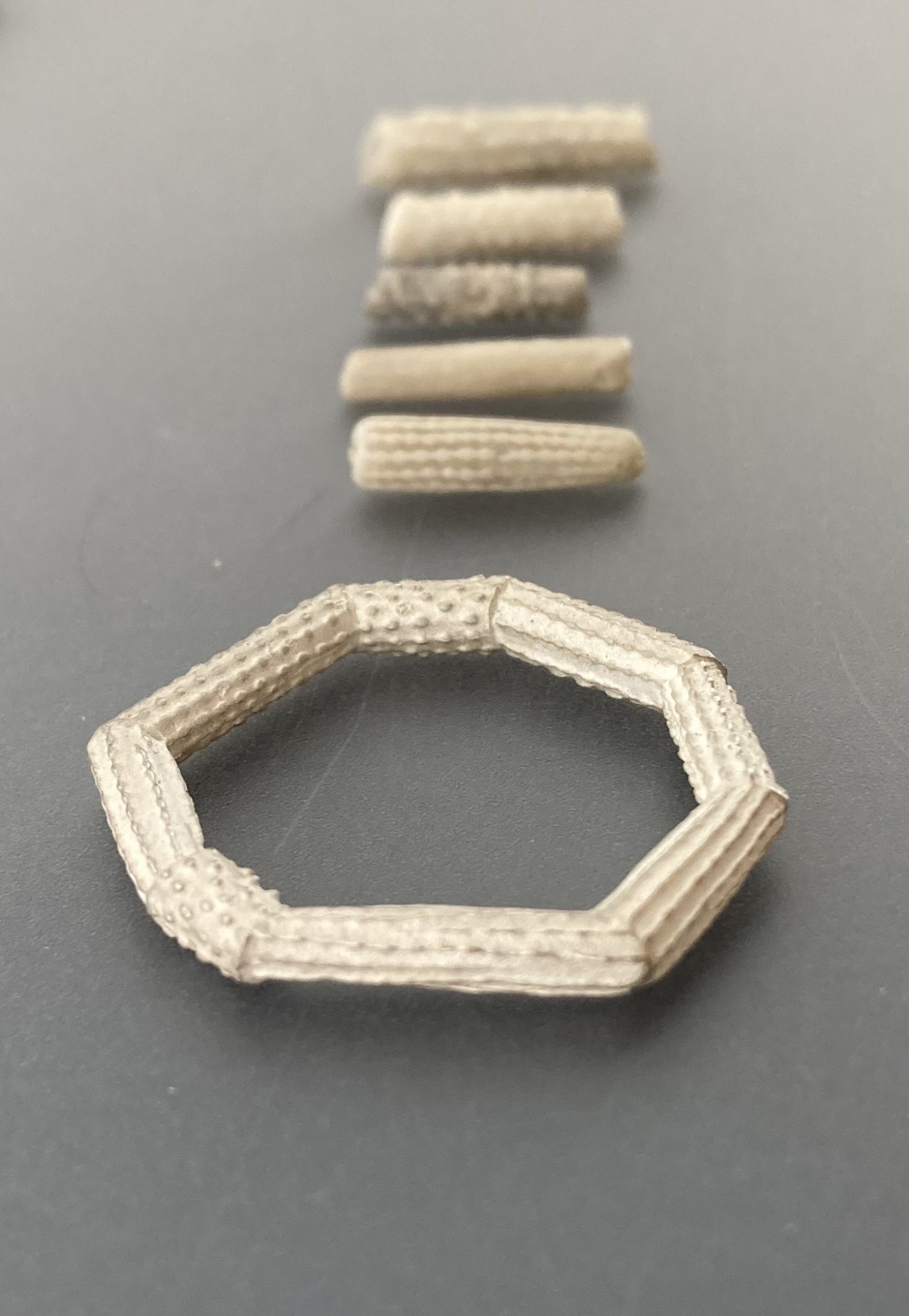 Seeigelfossilien Kollektion