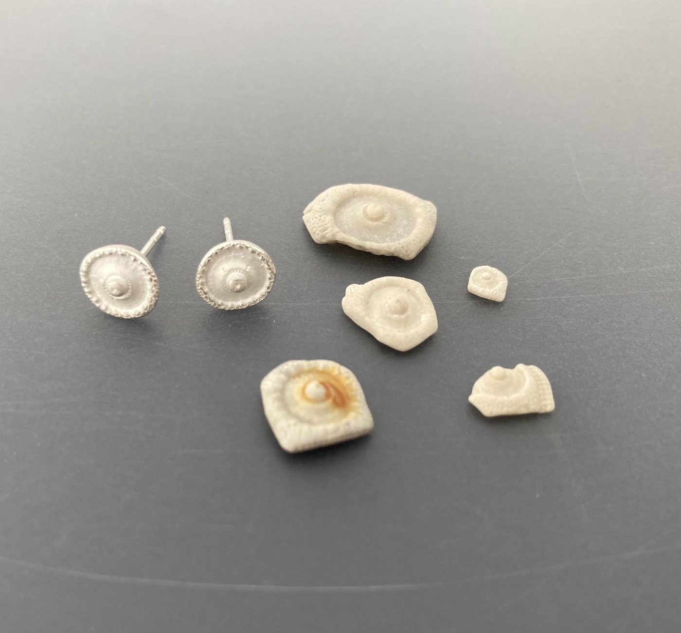 Seeigelfossilien Kollektion