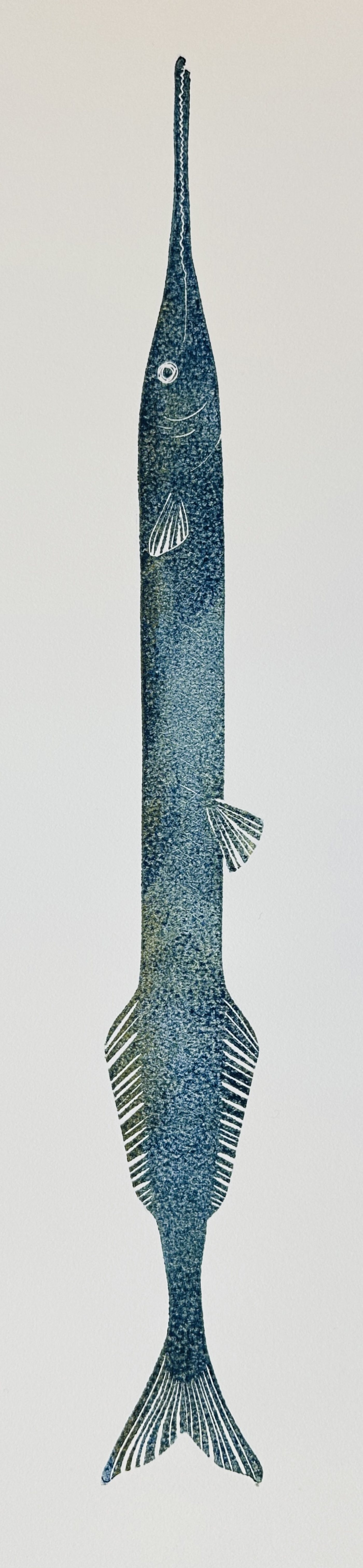Hornhecht blau